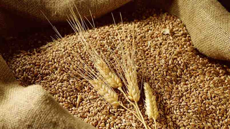 Lúa mì là một trong những nông sản quan trọng nhất